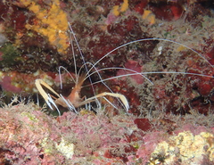 Stenopus