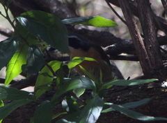 Telophorus olivaceus