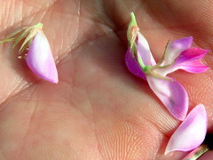 Indigofera cytisoides