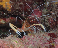 Stenopus