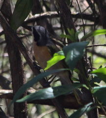 Telophorus olivaceus