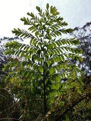 Caryota obtusa