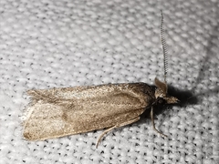Ditula joannisiana
