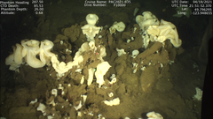 Aphrocallistes