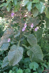 Brillantaisia owariensis
