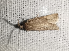 Ditula joannisiana