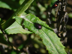 Freudeita cupripennis