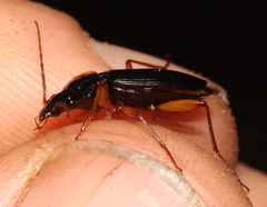 Orthotrichus