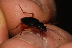 Orthotrichus