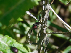 Freudeita cupripennis