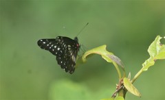 Catasticta flisa flisa