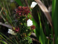 Roella amplexicaulis