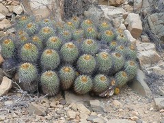 Copiapoa gigantea