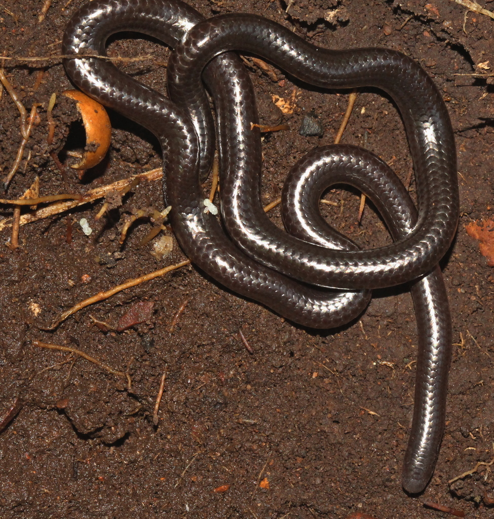 Jacobsen's Thread Snake