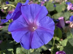 Ipomoea indica