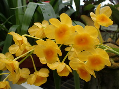 Dendrobium chrysotoxum