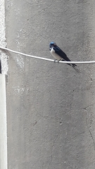 Hirundo rustica