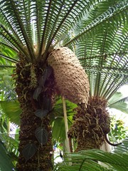 Dioon spinulosum