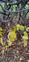 Acer negundo