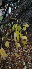 Acer negundo
