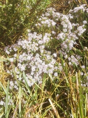 Agathosma ciliaris