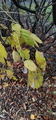 Acer negundo