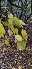 Acer negundo