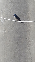 Hirundo rustica