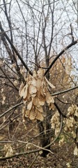 Acer negundo