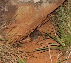 Otomys angoniensis