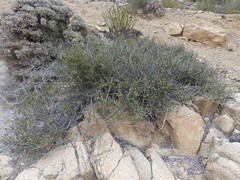 Ephedra breana