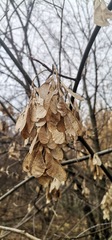 Acer negundo