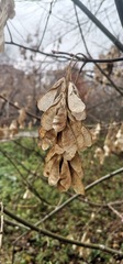 Acer negundo