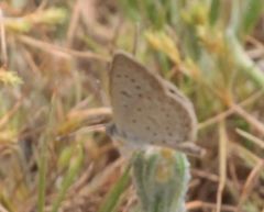 Zizeeria knysna knysna