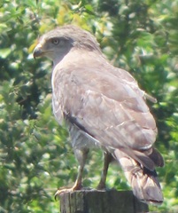 Circaetus fasciolatus
