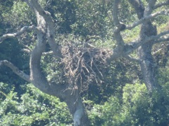 Stephanoaetus coronatus