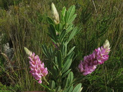 Indigofera cytisoides