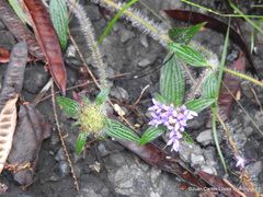 Crusea hispida