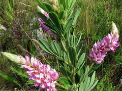 Indigofera cytisoides