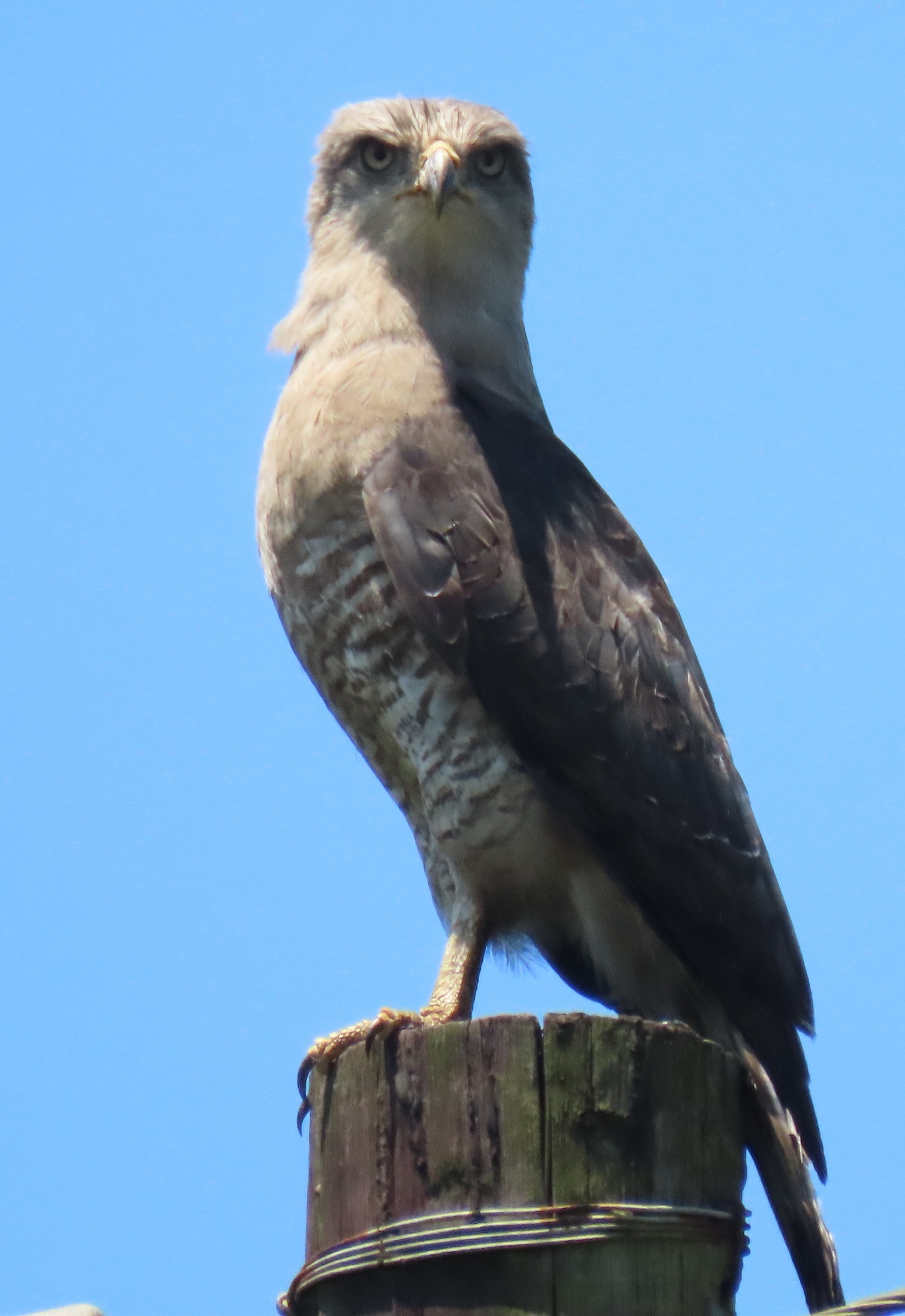 Circaetus fasciolatus Kaup, 1847
