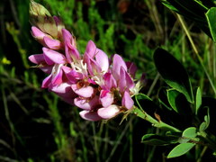 Indigofera cytisoides