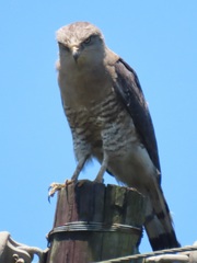 Circaetus fasciolatus