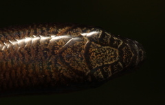 Scelotes mirus