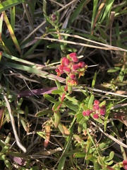 Laurembergia repens