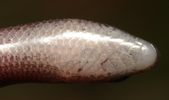 Scelotes mirus