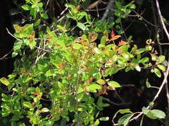 Hymenocardia ulmoides