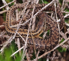 Elgaria coerulea coerulea