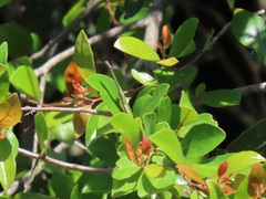 Hymenocardia ulmoides