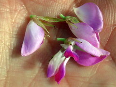 Indigofera cytisoides