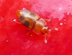 Epuraea ocularis